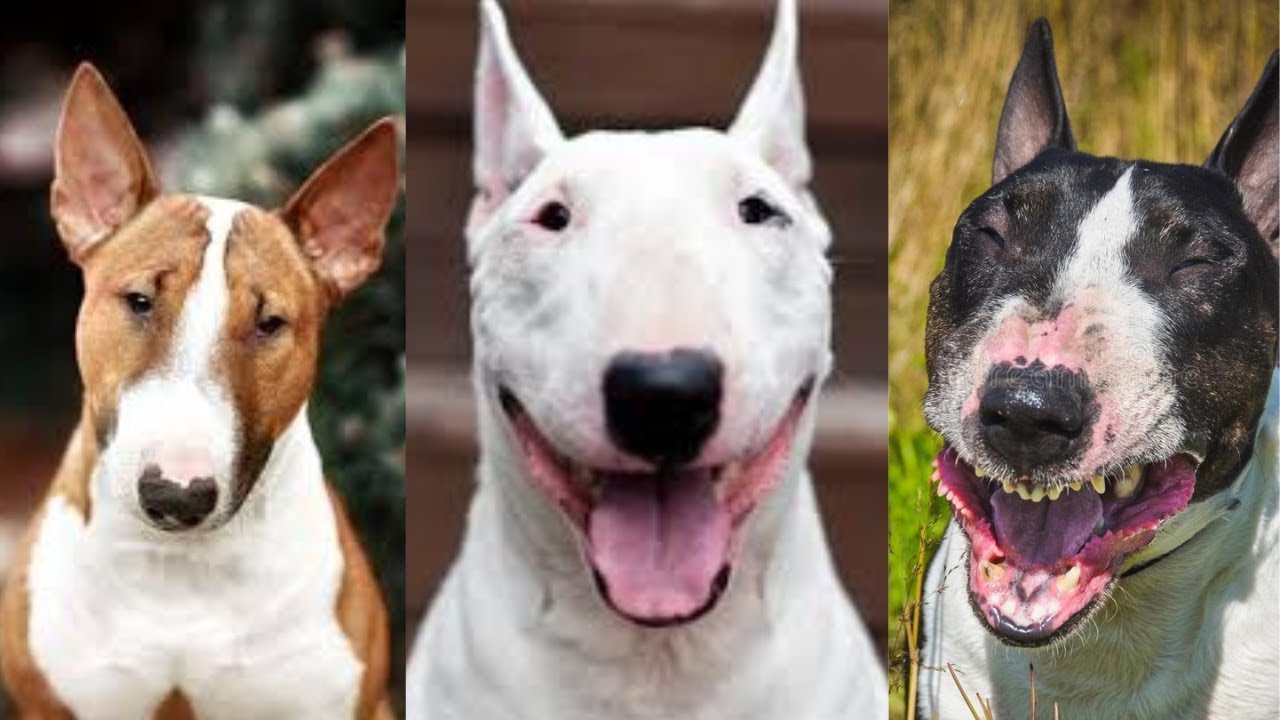 Bull terrier | Funny and Cute dog compilation in 2025