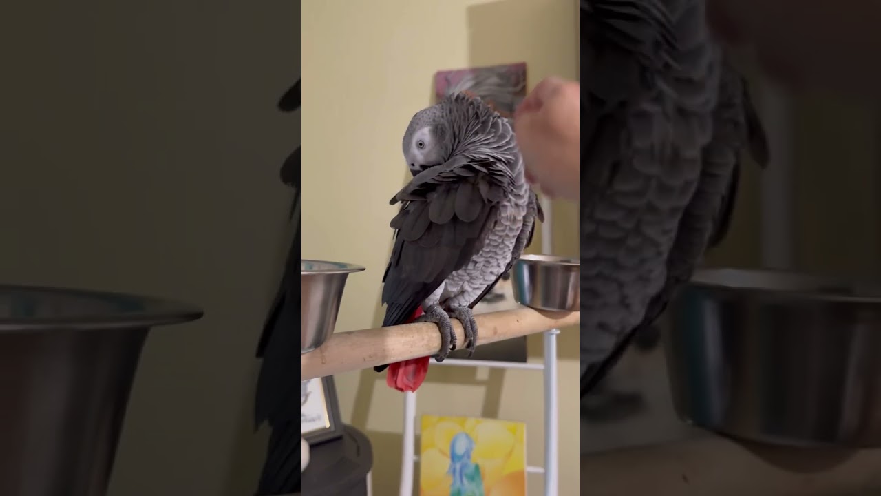 Aaron4❤️il chiacchierone di casa tanto birichino 😂
