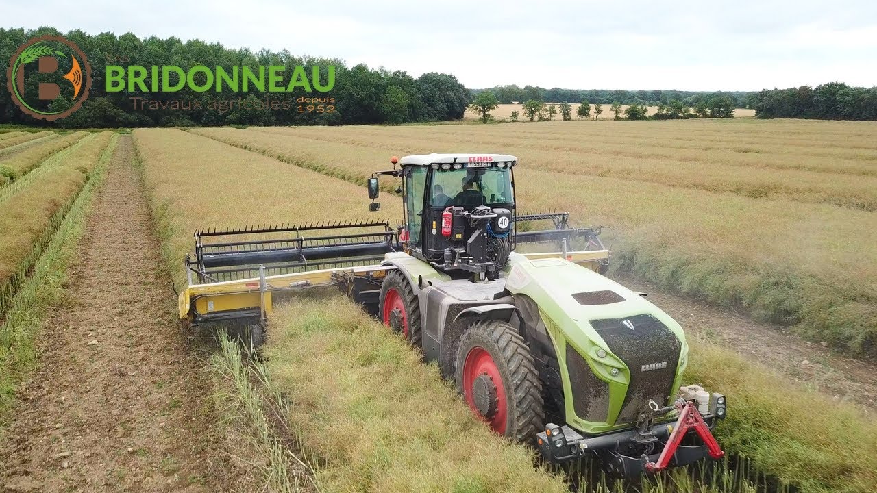 Fauche de Colza 2021 par la SAS Bridonneau ! Xerion 4000| Honey Bee