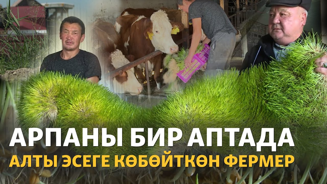 Жем-чөптү үнөмдөгөн жаңы тоют