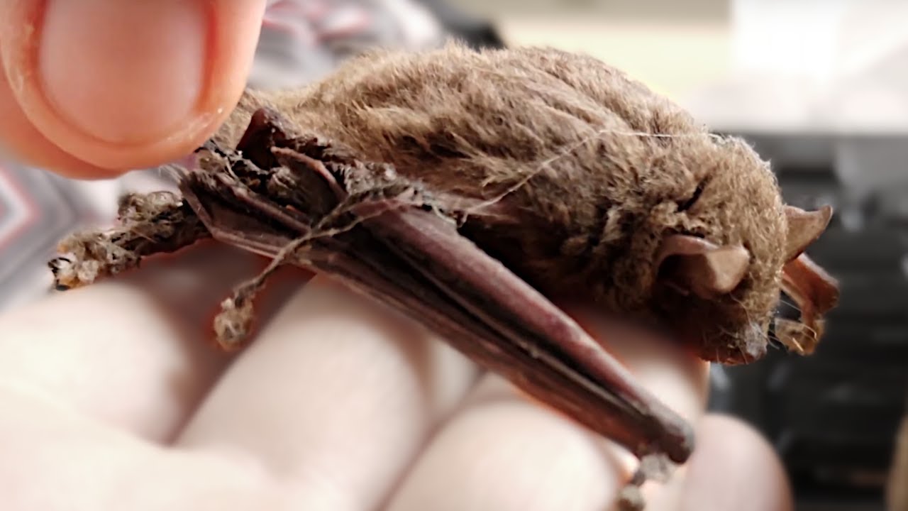 Rescue of a bat entangled in webs... That look in her eyes before she took off! ❤️