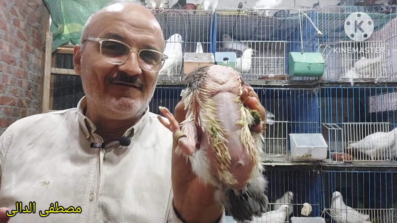 10 حاجات تهمك لو مهتم بالحمام اللاحم الفرنسى البيور  الأستيراد