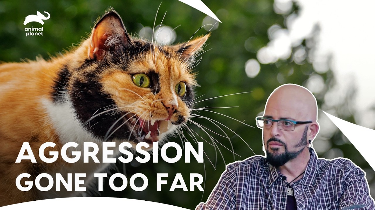 Jackson Galaxy Vs Aggressive Cats Face-Off | My Cat From Hell S8 E2,3,4 | Animal Planet India