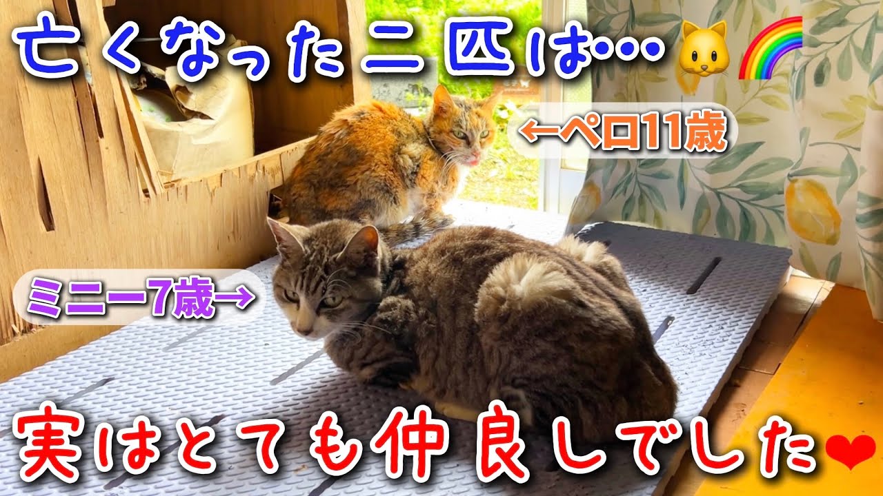 亡くなる前の二匹はなぜか急に仲良しになったんです😳