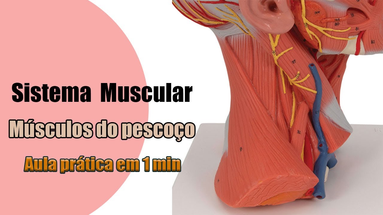 Músculos do Pescoço - Anatomia Humana