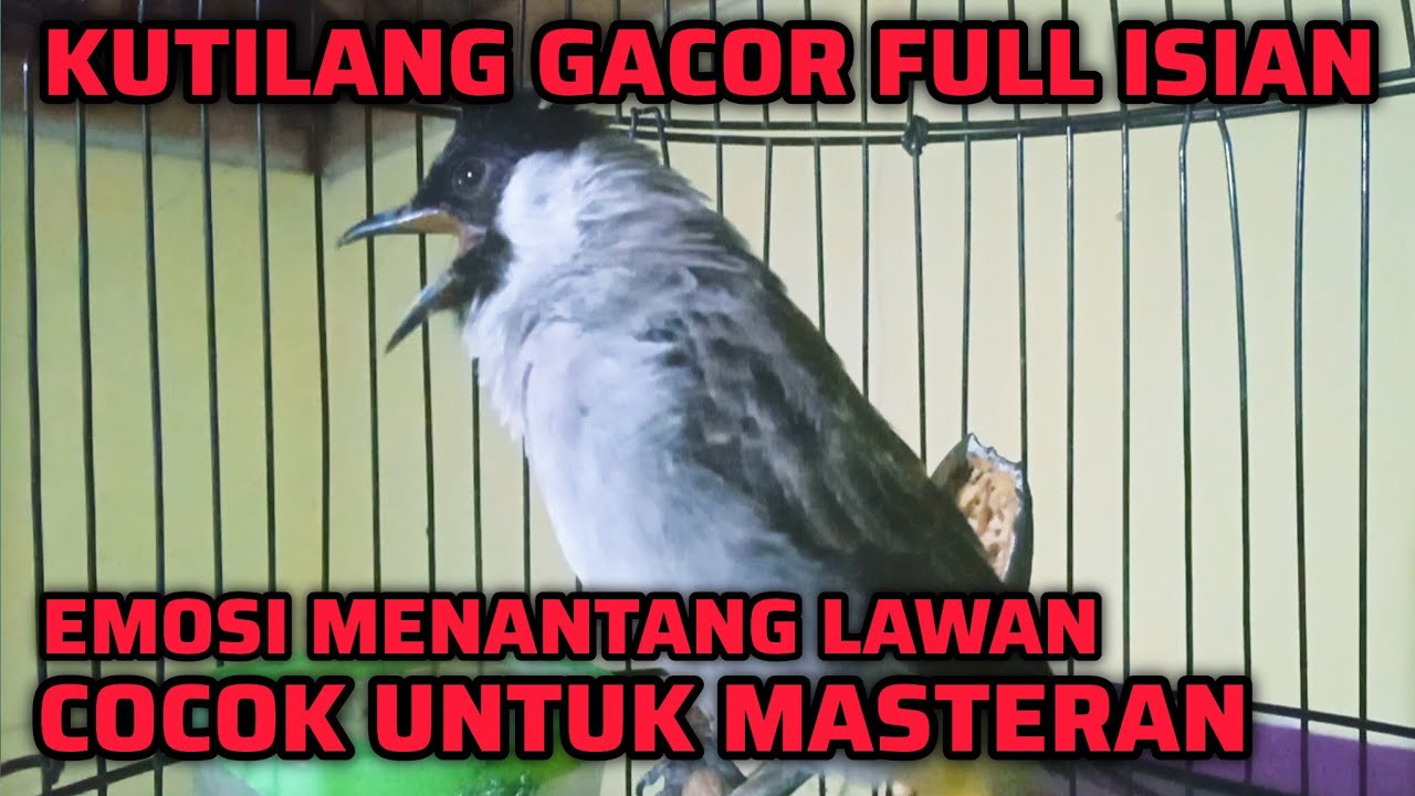 KUTILANG GACOR ISIAN FULL EMOSI MEMANCING LAWAN BUNYI