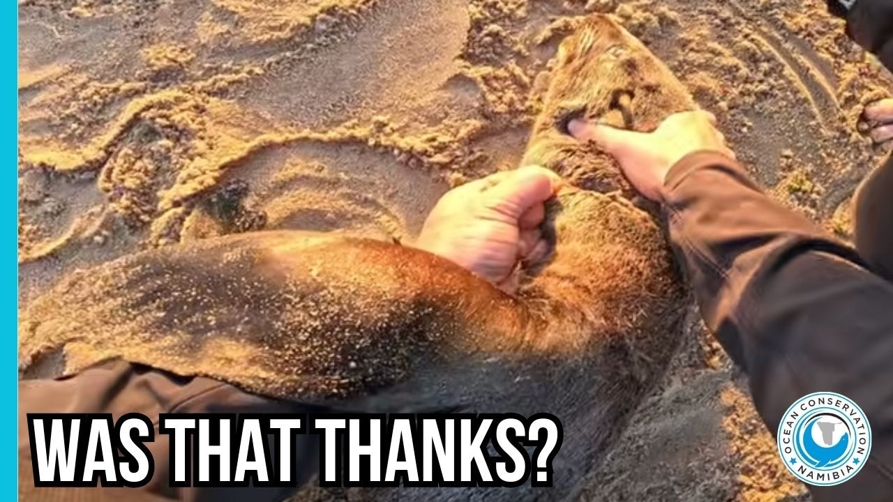 Sweetest Rescue Moment Caught on Camera