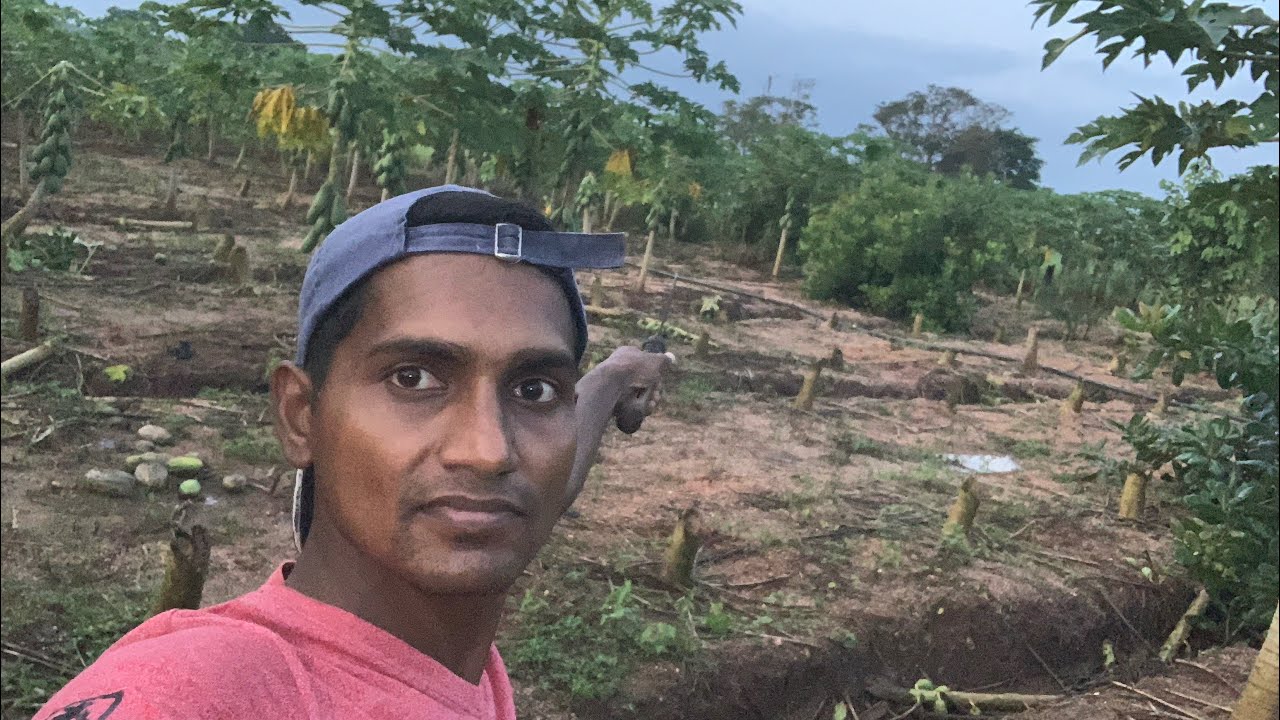 ගස්ලබු ගස් කපමු🥲🥲🥲