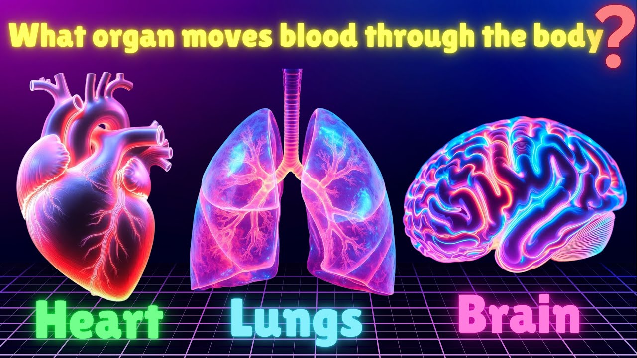 Are You Ready for The Most Important Human Body MCQs of 2026?