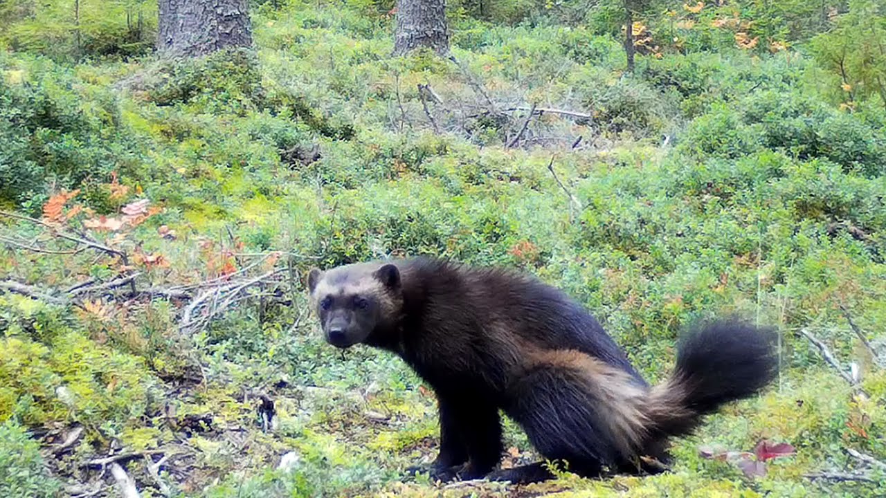 AHMA ERÄMAIDEN KULKIJA - WOLVERINE WILDERNESS WALKER