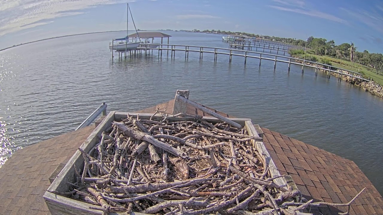 LIVE: Brevard Florida Osprey Nest (AXIS P1455-LE)