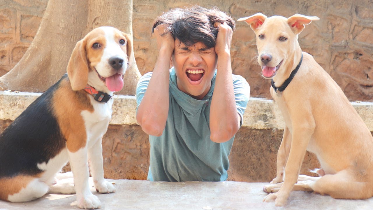 DOG SHORT FILM | POCKET LOVES OREO | BEAGLE - LABRADOR | #Funny #Bloopers || MOHAK MEET