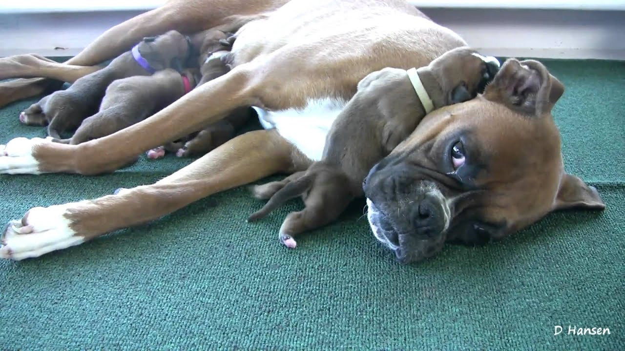 Boxer's Three-Day-Old Puppies (in HD)