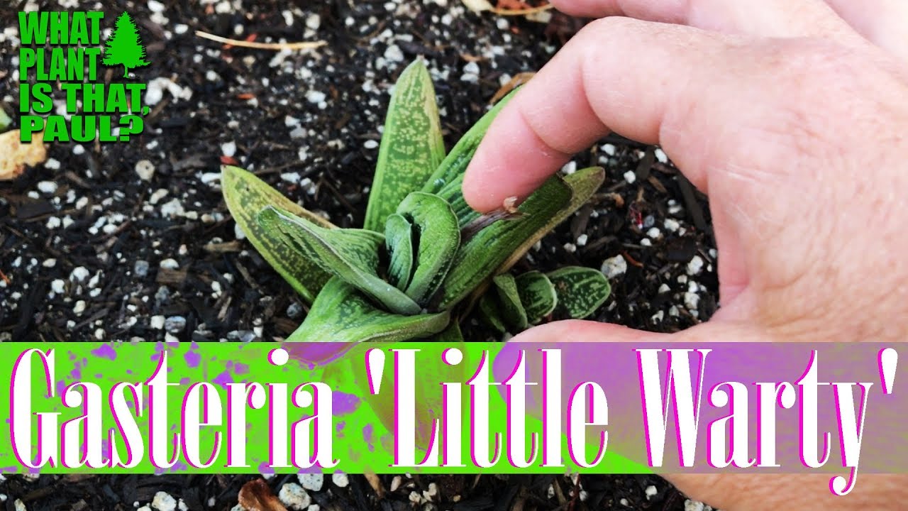 Gasteria 'Little Warty' - Has thick, stiff, dark green leaves marked with white spots