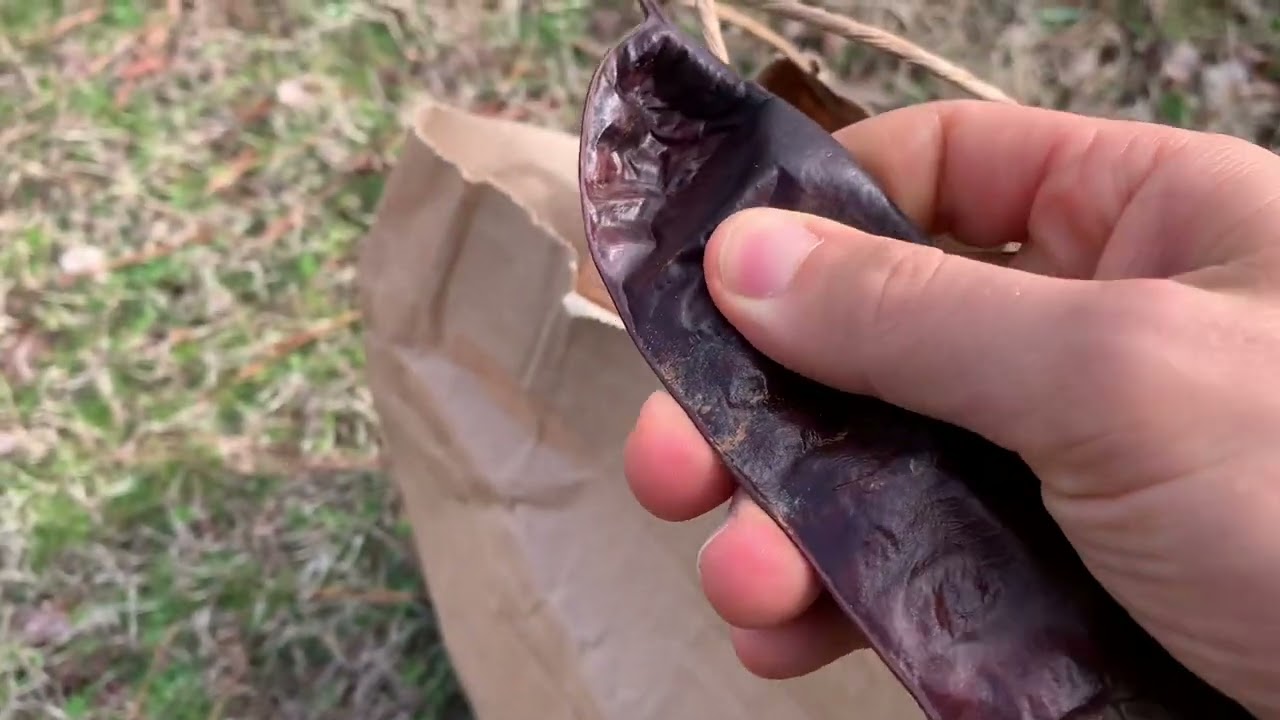 Growing trees from seed in a cold climate: general considerations