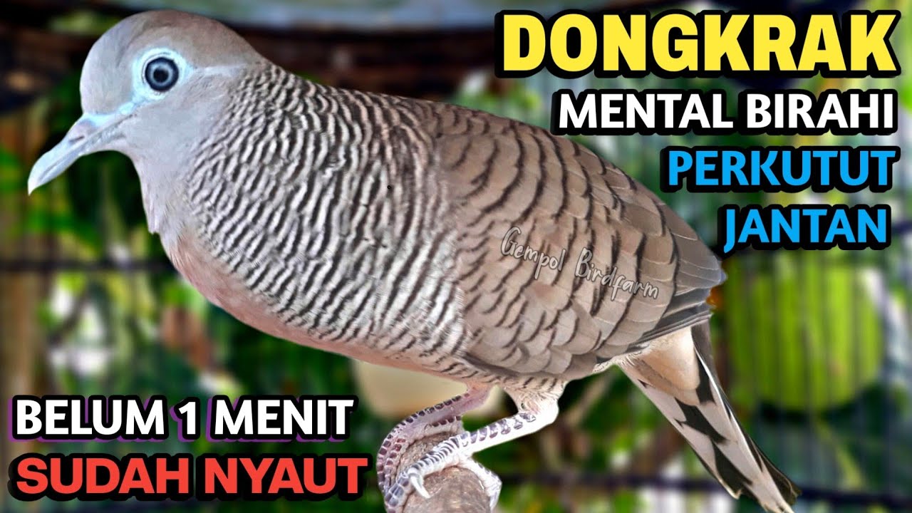 Perkutut Lokal Gacor Suara Besar Pancingan Burung Perkutut Agar Cepat Bunyi.