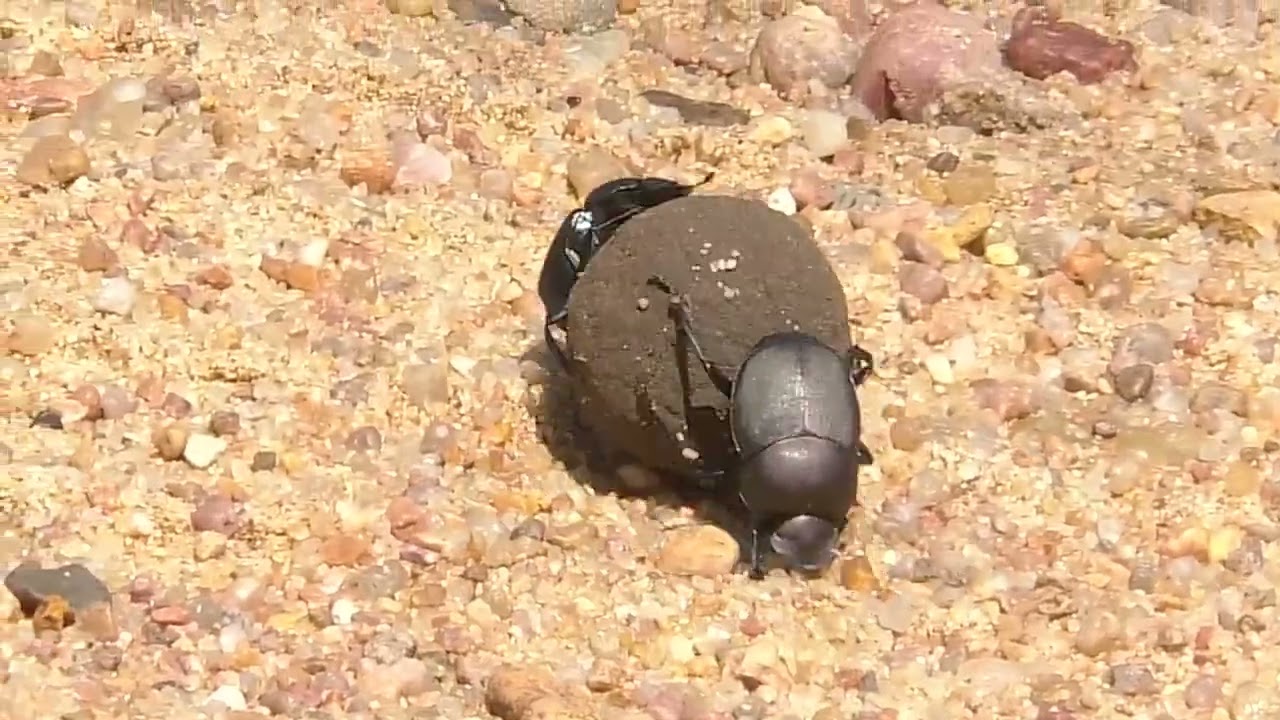 Навозные жуки-качалки
