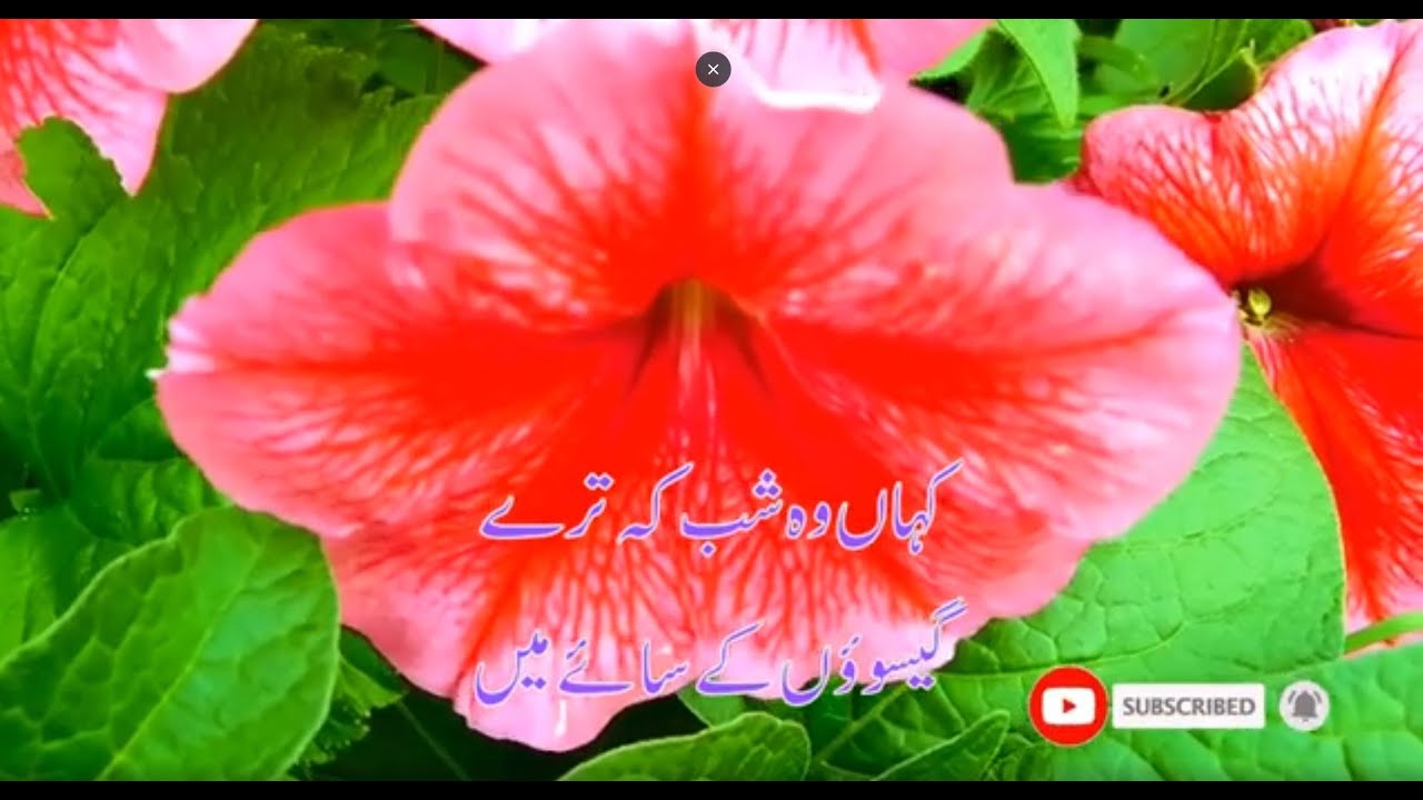 Classic Urdu Poetry - Majrooh Sultanpuri #classicurdu #urdupoetry #poetry #viral