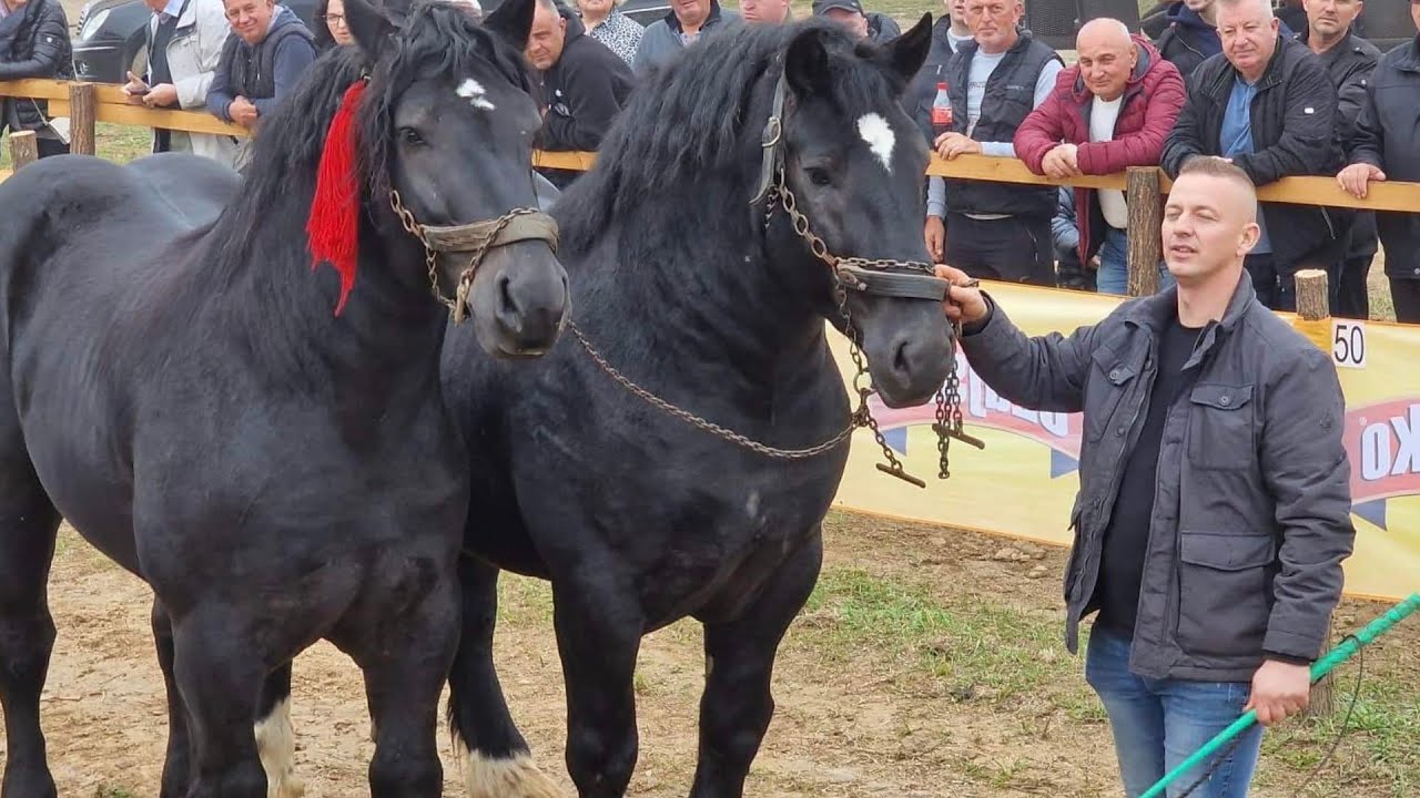 BIJELI HUREMOVIĆ sa PERCHERONS zadivio publiku u ODŽAKU -