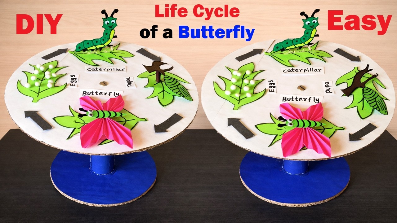 life cycle of a butterfly model (3d) making using cardboard science project | howtofunda still model