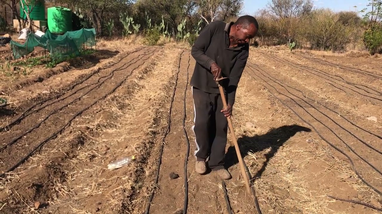 Safflower Planting Demo