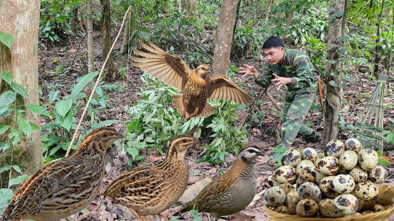 Set traps and catch wild quail to bring back and care for them | survival skills