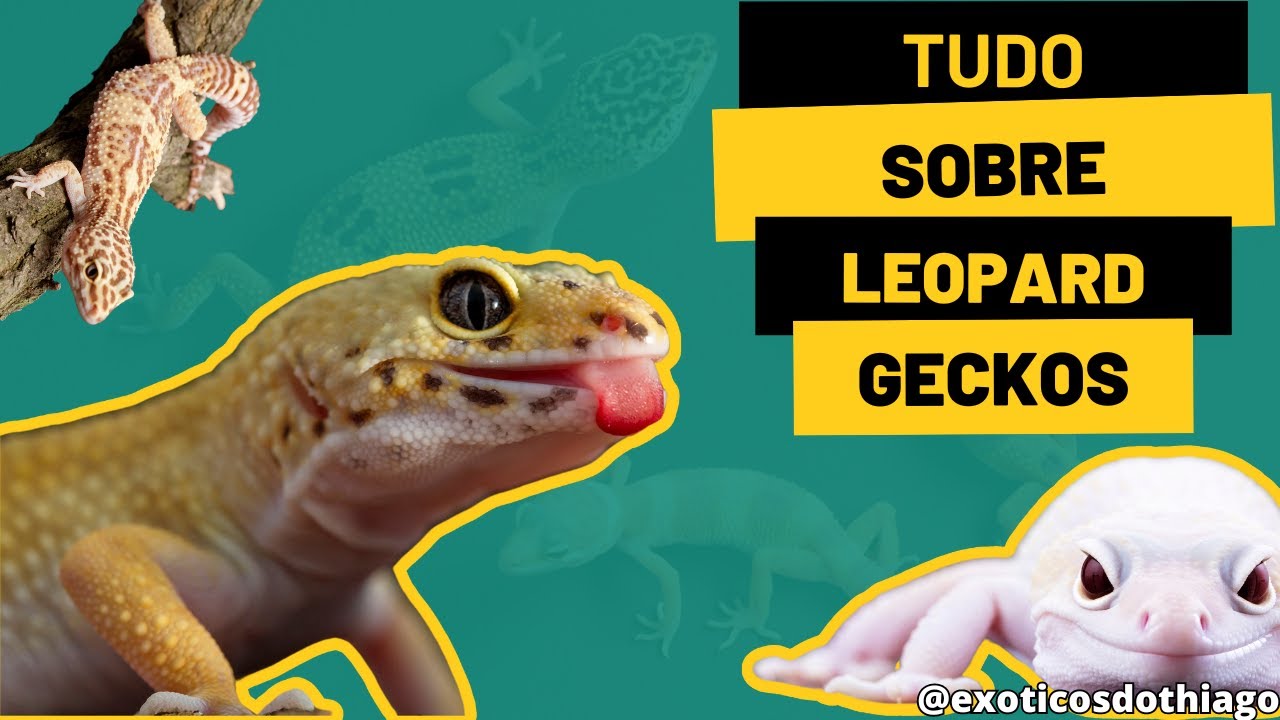 TUDO SOBRE LEOPARD GECKOS! | @exoticosdothiago