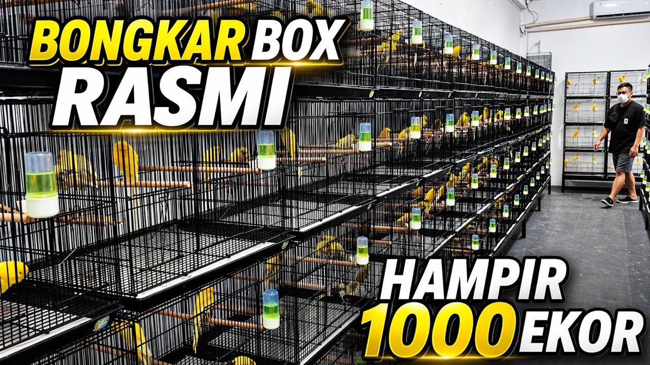 BONGKAR BOX‼️Kenari jenis RASMI dari IRAN hampir 1000 EKOR....