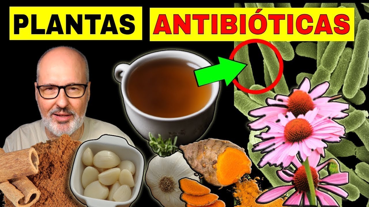 15 PLANTAS que son  ANTIBIÓTICOS NATURALES (+2 que NO son Plantas)