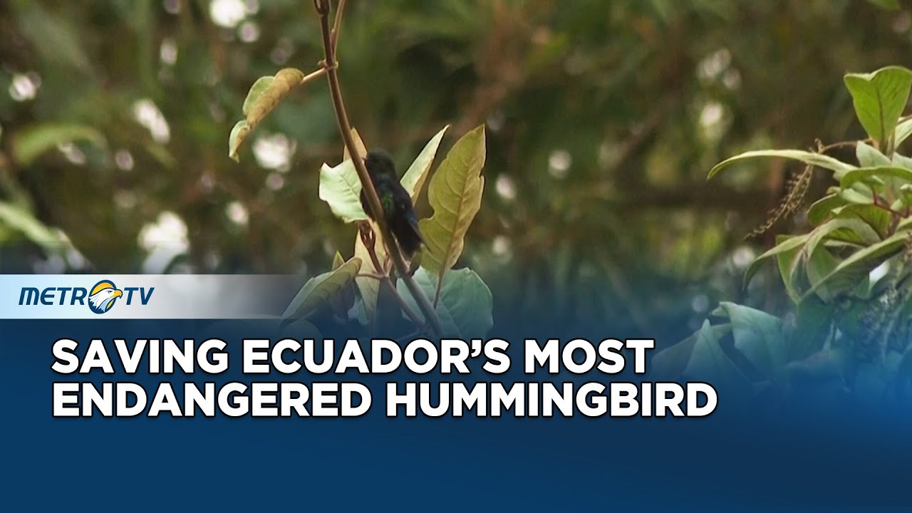 Yanacocha Reserve Last Refuge for the Black-breasted Puffleg Hummingbird