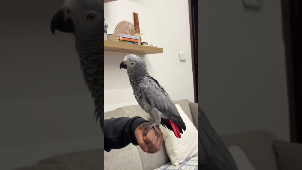 #africangrey #birds #cute #farmlife #pets