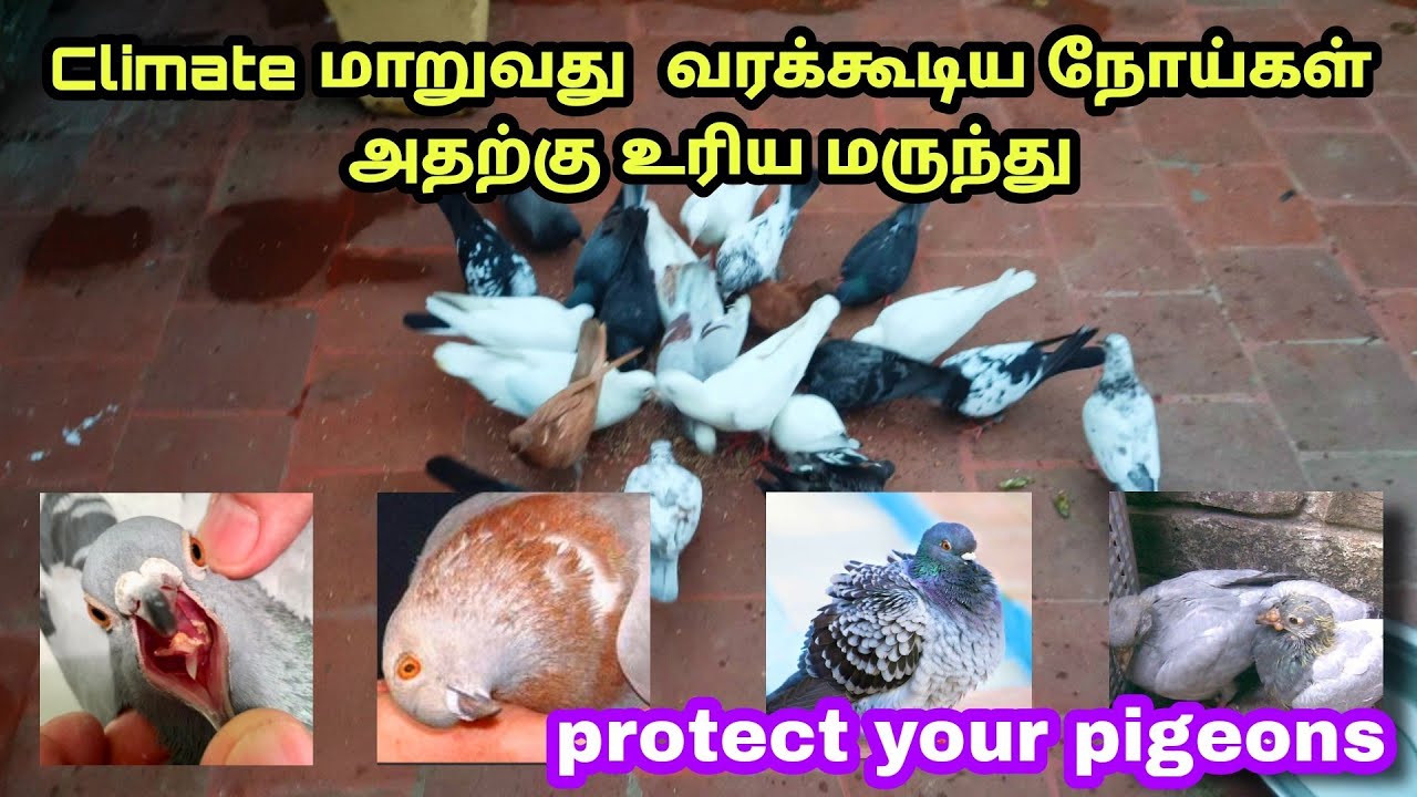 How to save pigeons from climate changes 😎 | 100% live results | beginners useful video