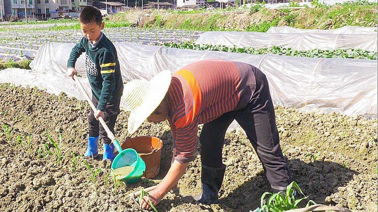 春耕時節，農村婆媳帶孩子去種玉米，孩子玩得好開心 | Take the children to plant corn, the children have a good time