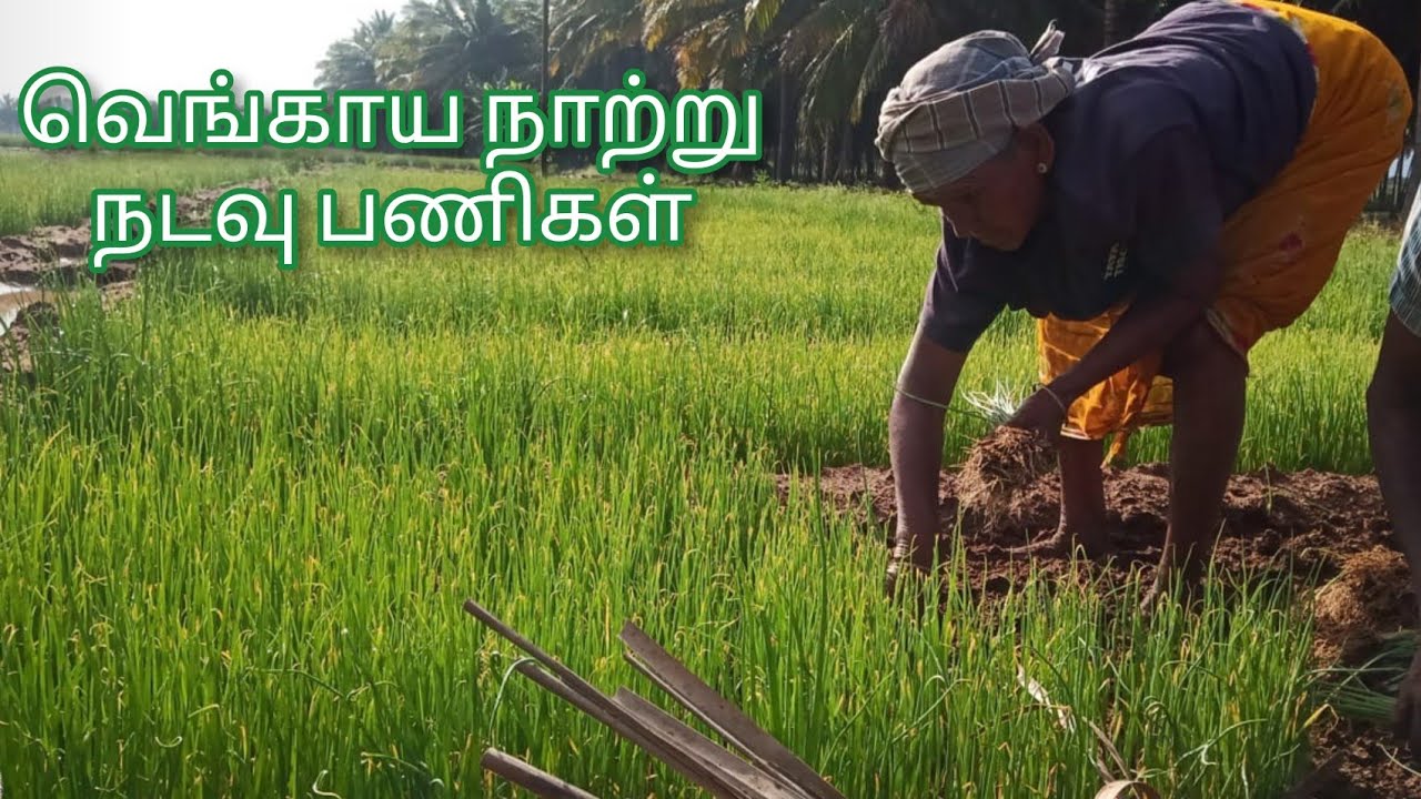வெங்காய நாற்று நடவு பணிகள் #onion #raisedbed