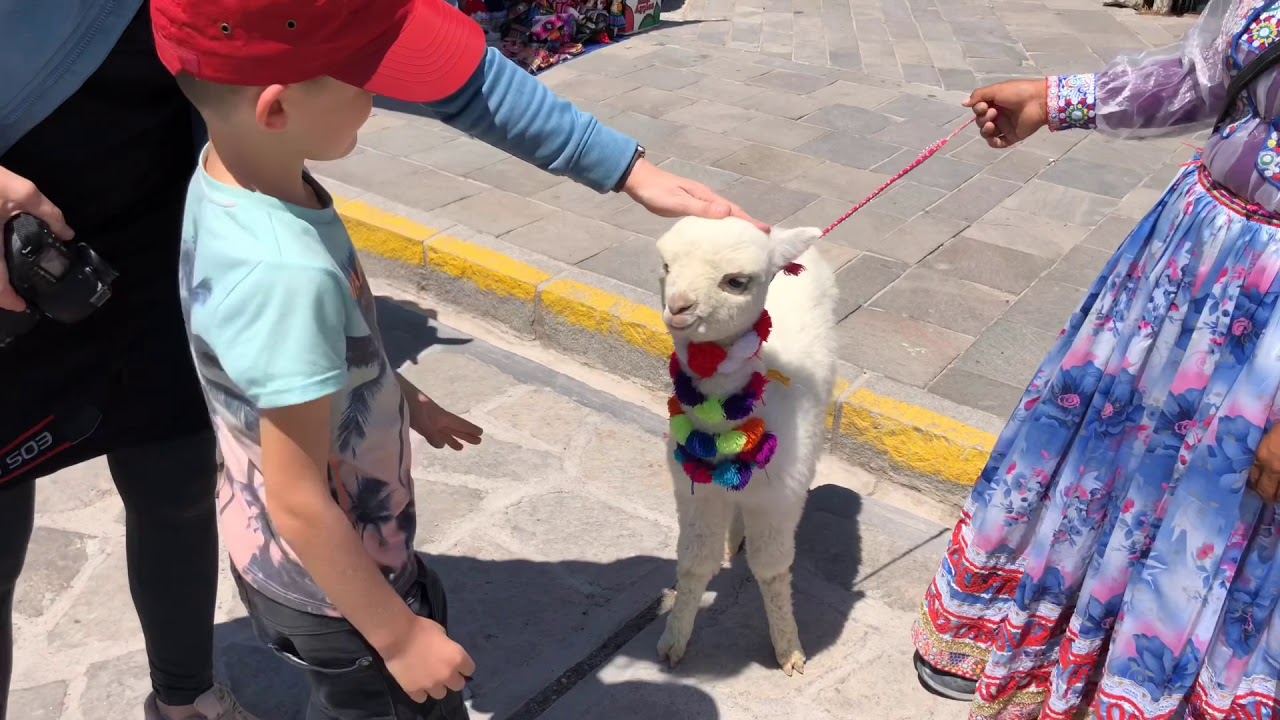 Walk the Alpaca in Peru