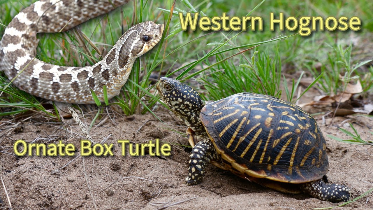 Western Hognose and Ornate Box turtles in the sand prairies