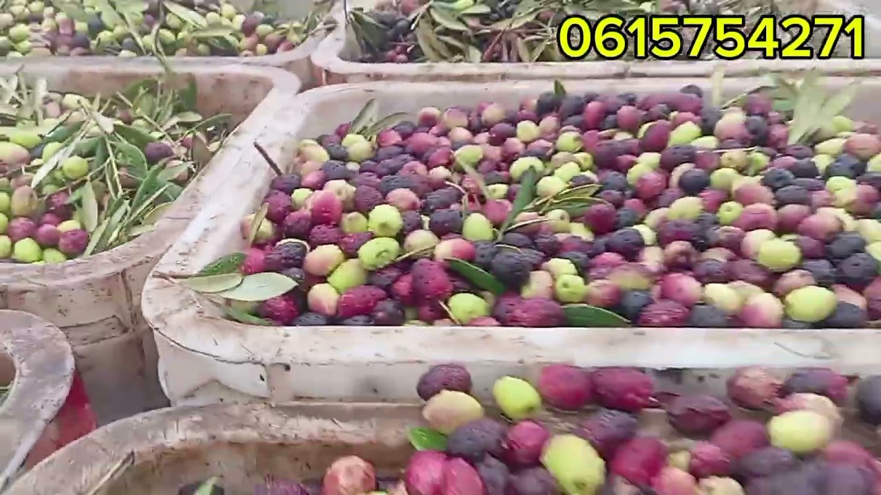 جوده حبوب الزيتون نوع الحوزيه بقلعه السراغنه بتاريخ اليوم 🫒 23/1/2026🫒