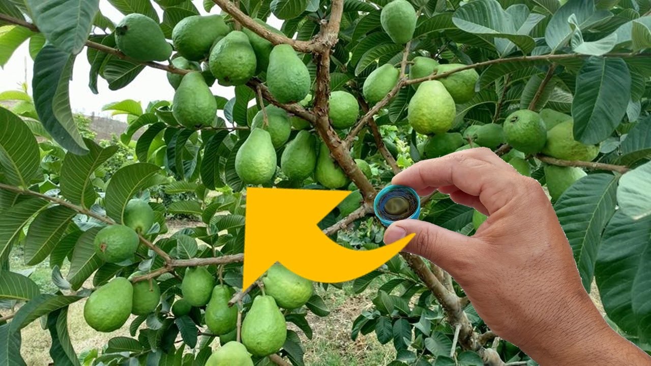 APENAS 1 TAMPINHA faz sua Goiabeira envergar de tantas Goiabas | Qualquer fruta