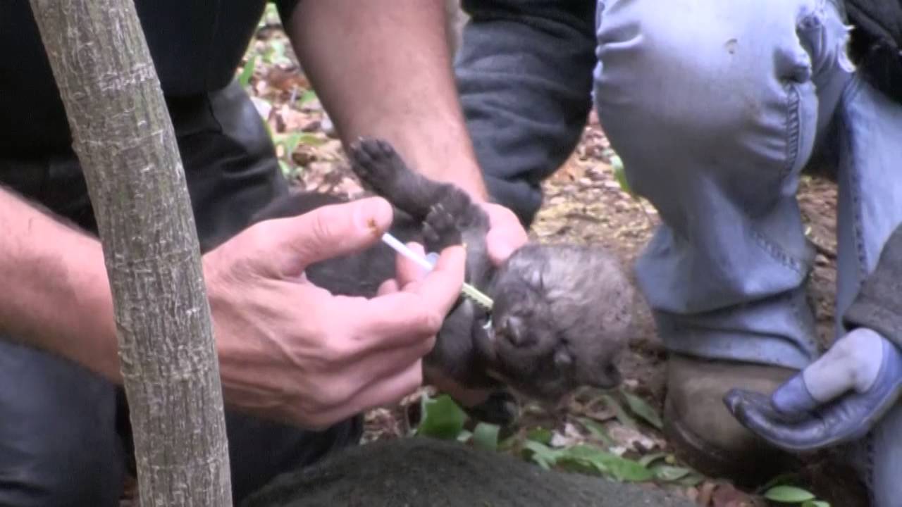 Wolf Pup Checkup 2015