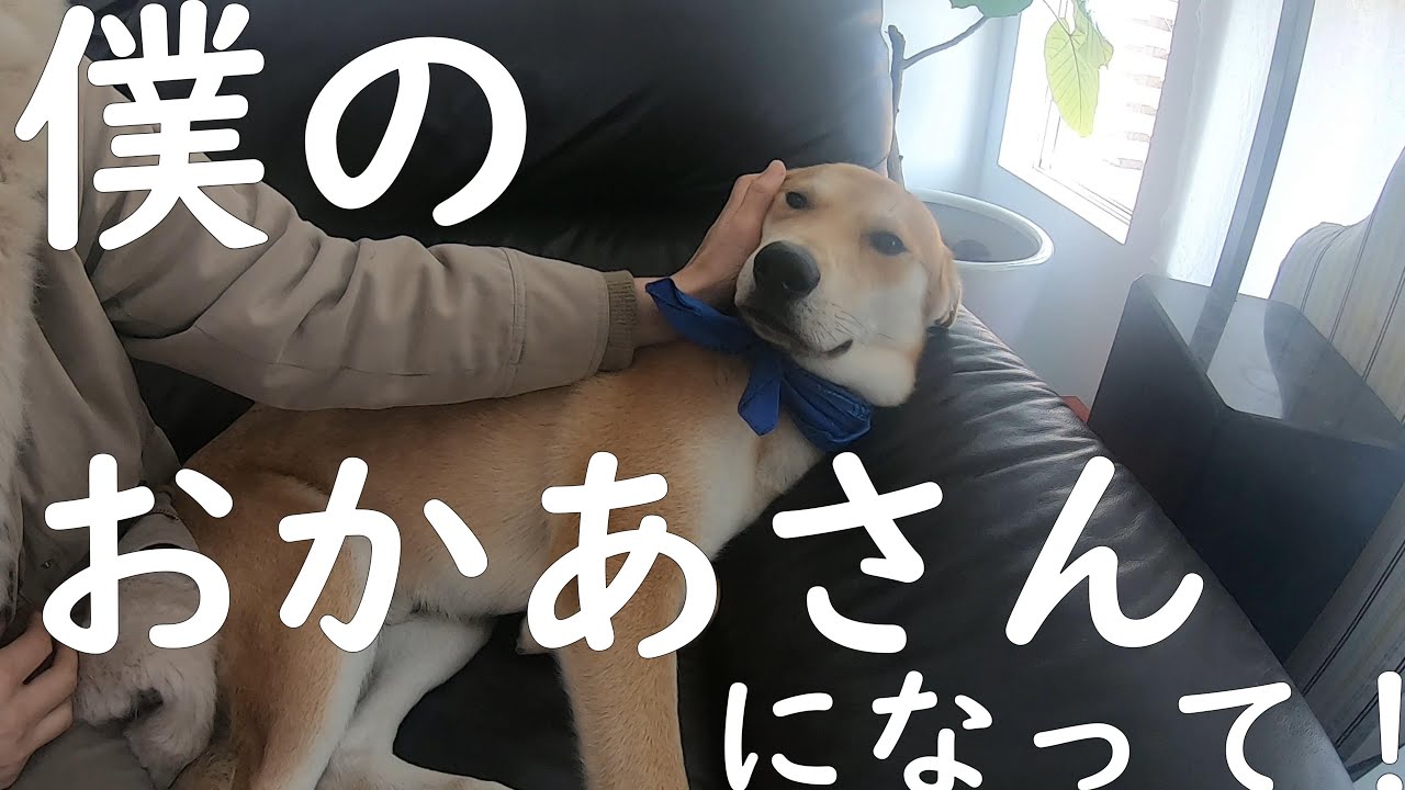 元保護犬がおかあさんを手に入れるまで