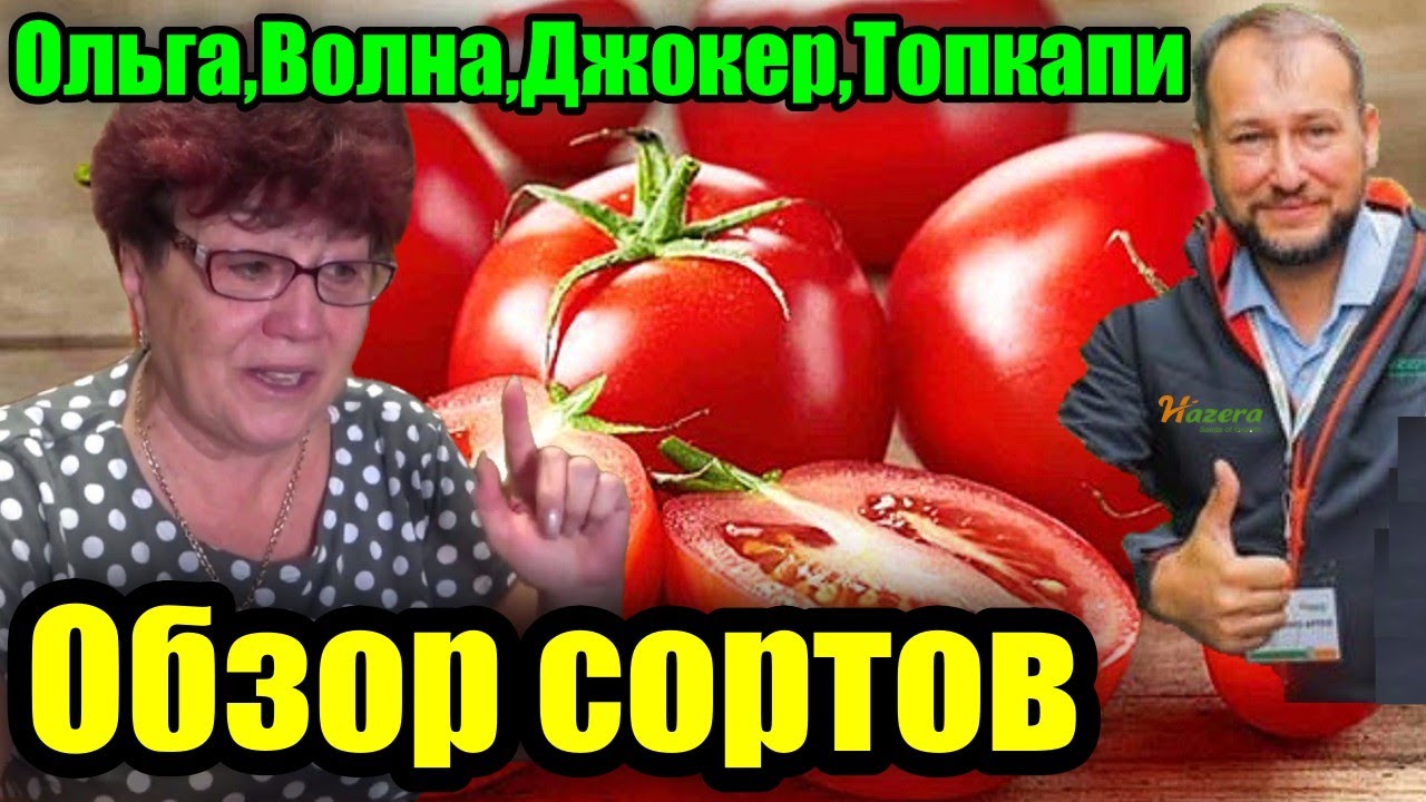 Обзор томатов Ольга, Волна, Топкапи и Джокер из Франции от компании Vilmorin.