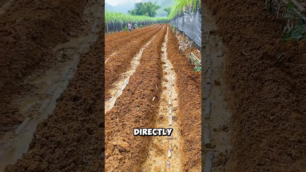 How do Chinese farmers grow sugarcane?