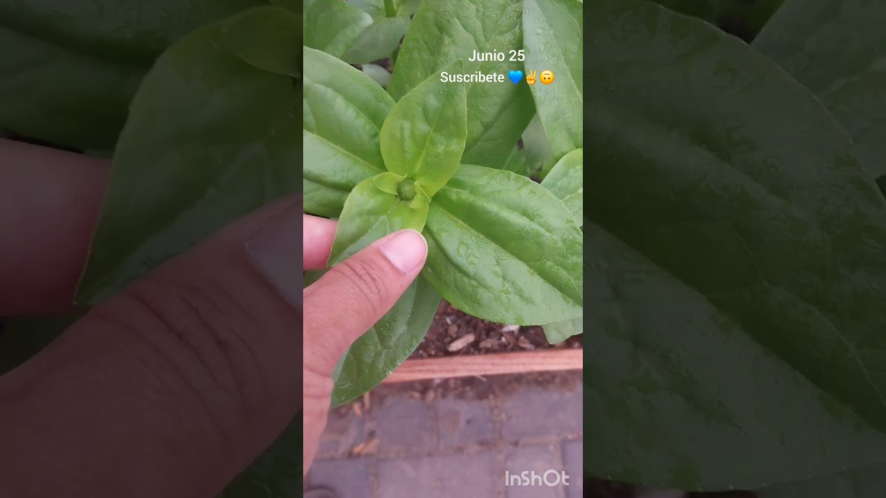 sacrificando plantas 