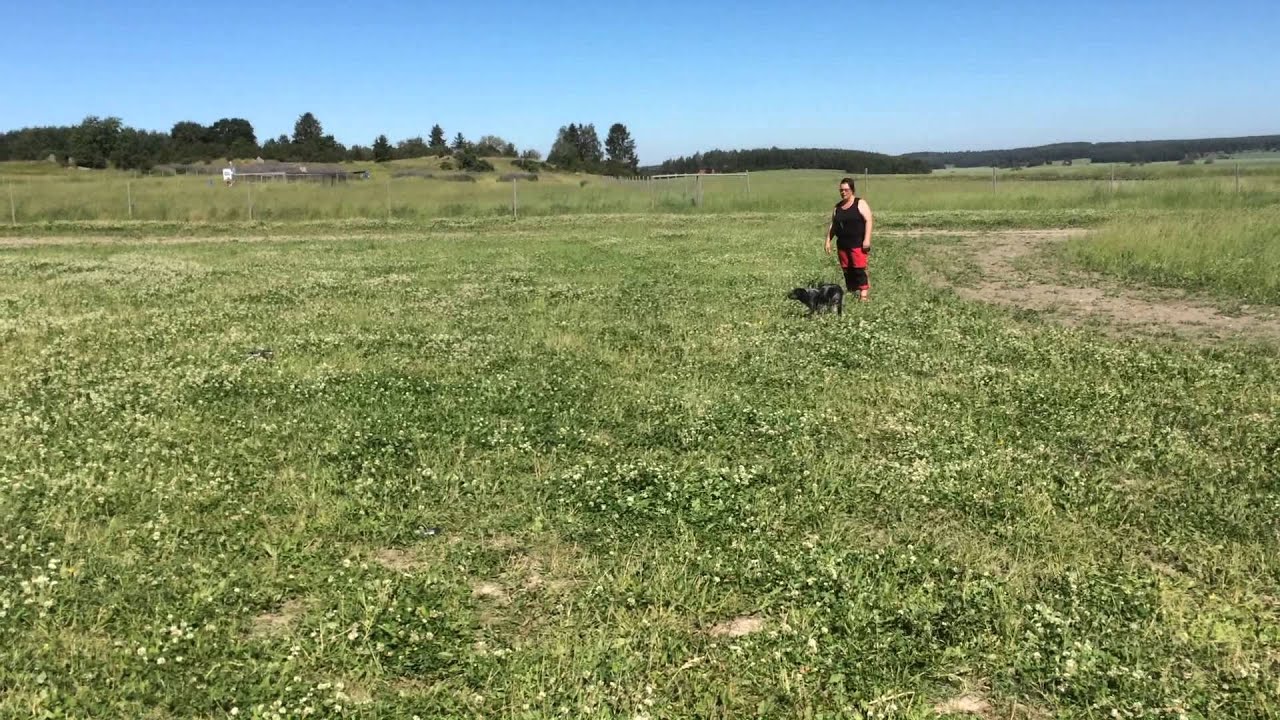 F&aring;geltr&auml;ning L&aring;ngtora