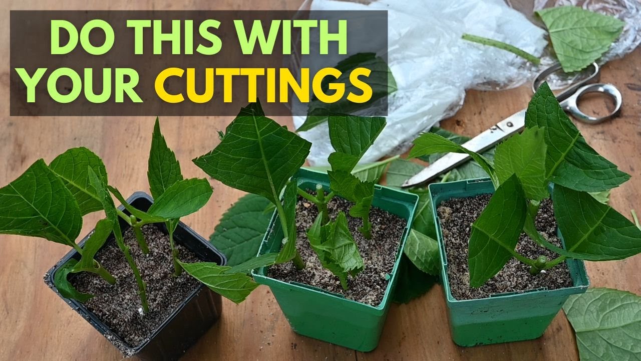 Why You Need to Cut Large Leaves When Propagating Plants