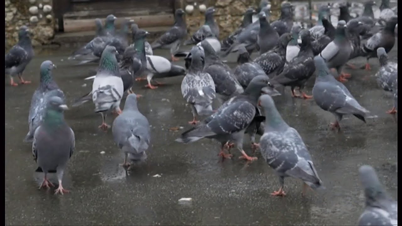 London Pigeon rescue team trying to help pigeons with stringfoot (UK) 5/Mar/2025