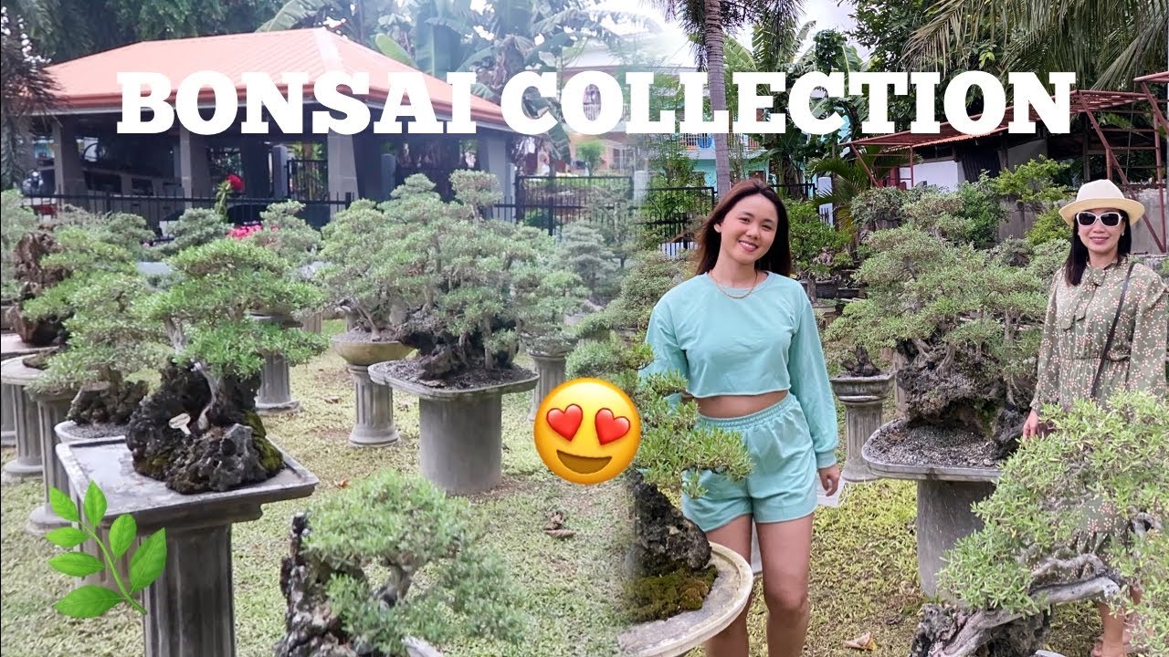 VLOGMAS 2: MET A BONSAI ENTHUSIAST IN CEBU!! MORE THAN 200  😮 | Lovely Geniston