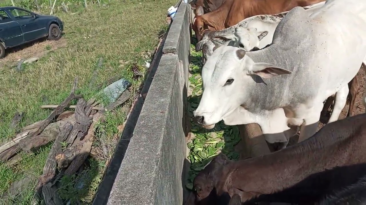 Semi confinamento com Palma forrageira x sal proteinado e soro de leite 