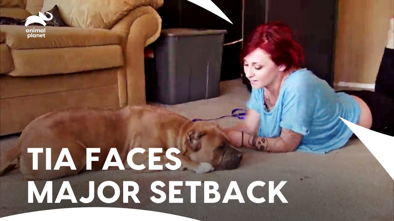 Prison Dogs, Missing Puppies, and Sudden Trouble | Pit Bulls & Parolees S3 E11,12 | Animal Planet