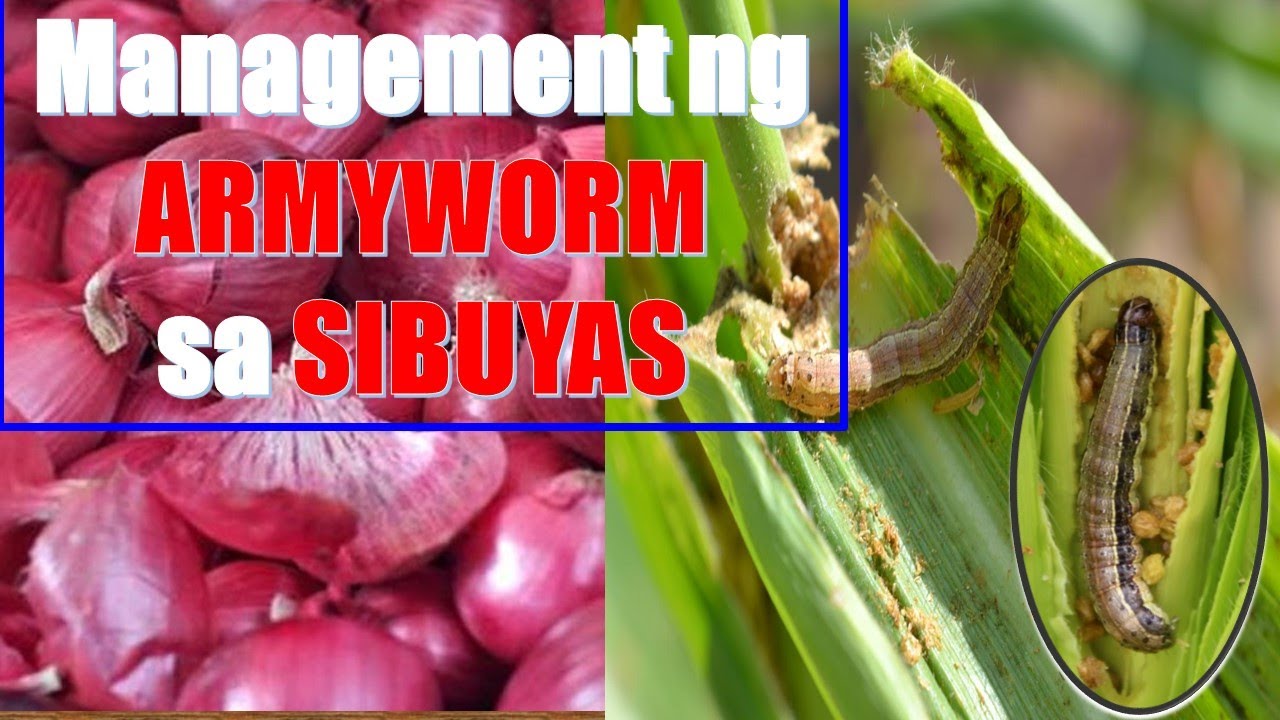 Management ng Armyworm sa Sibuyas - Sharing from DA
